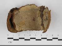 纖孔菌屬藏品圖，第1張