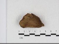 纖孔菌屬藏品圖，第1張