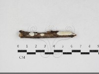 登錄號:F0034146藏品圖，第1張