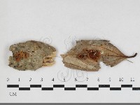 登錄號:F0034152藏品圖，第1張