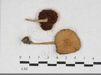 登錄號:F0034157藏品圖，第1張