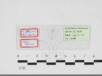 登錄號:F0034161藏品圖，第1張