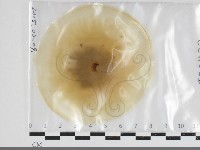 登錄號:F0034164藏品圖，第1張