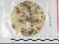 登錄號:F0034166藏品圖，第1張