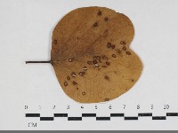 登錄號:F0034168藏品圖，第1張