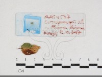 登錄號:F0034169藏品圖，第1張