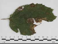 登錄號:F0034170藏品圖，第1張