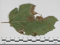 登錄號:F0034170藏品圖，第3張