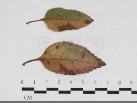 登錄號:F0034173藏品圖，第3張