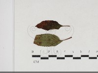 登錄號:F0034173藏品圖，第4張