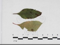 登錄號:F0034175藏品圖，第1張