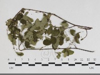 登錄號:F0034177藏品圖，第1張