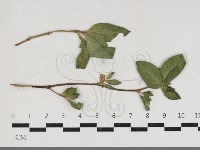 登錄號:F0034178藏品圖，第1張
