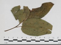 登錄號:F0034180藏品圖，第1張