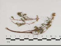 登錄號:F0034182藏品圖，第1張