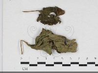 登錄號:F0034183藏品圖，第1張