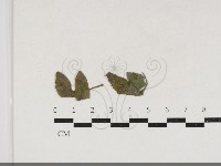 登錄號:F0034185藏品圖，第1張