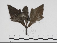 登錄號:F0034186藏品圖，第1張