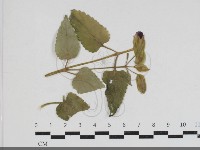 登錄號:F0034188藏品圖，第1張