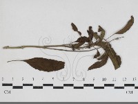 登錄號:F0034189藏品圖，第1張