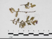 登錄號:F0034190藏品圖，第1張