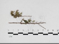 登錄號:F0034191藏品圖，第1張