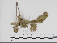 登錄號:F0034192藏品圖，第1張