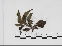 登錄號:F0034193藏品圖，第1張