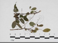 登錄號:F0034194藏品圖，第1張