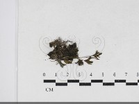 登錄號:F0034195藏品圖，第1張