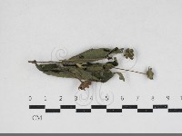 登錄號:F0034197藏品圖，第1張