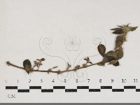 登錄號:F0034198藏品圖，第1張