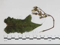 登錄號:F0034199藏品圖，第1張