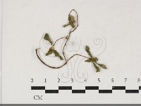 登錄號:F0034200藏品圖，第1張