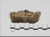 絲皮菌屬藏品圖，第1張