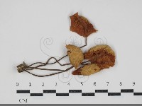 登錄號:F0034204藏品圖，第1張