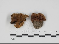 登錄號:F0034205藏品圖，第1張