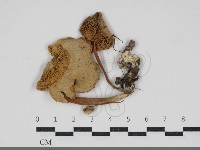 登錄號:F0034206藏品圖，第1張