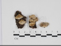 登錄號:F0034210藏品圖，第1張