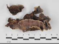 登錄號:F0034212藏品圖，第1張