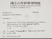 杯傘屬藏品圖，第2張