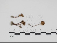 登錄號:F0034217藏品圖，第1張