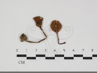 粉褶菌屬藏品圖，第1張