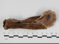 登錄號:F0034219藏品圖，第3張