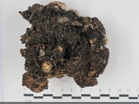 多年臥孔菌屬藏品圖，第3張