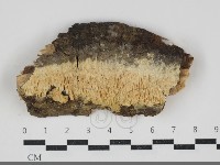 登錄號:F0034225藏品圖，第1張