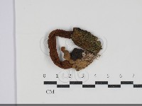 登錄號:F0034227藏品圖，第1張