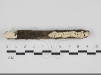 顯絲菌屬藏品圖，第1張