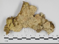 登錄號:F0034257藏品圖，第1張