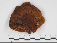 登錄號:F0034261藏品圖，第1張